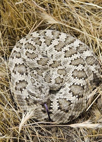 Biosphoto | 2434073 | Northern Pacific Rattlesnake. Northern Pacific Rattlesnake (Crotalus oreganus) is a venomous pit viper species found in North America in parts of British Columbia, western United States and northwestern Mexico. Photographed in Carrizo Plain National Monument, San Luis Obispo County, California. | &copy; Stuart Wilson / Biosphoto