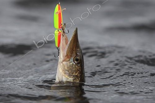 Biosphoto | 606128 | Northern Pike catched with an artificial lure France ; Location: Brennilis Lake, situated in the Arée mounts, this artificial lake was used for cooling the central Brennilis. | &copy; Erwan Balança / Biosphoto