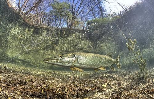 Biosphoto | 602514 | Northern Pike Echinger Weiher Lake Munich Bavaria Germany | &copy; Reinhard Dirscherl / Biosphoto