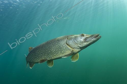 Biosphoto | 2464644 | Northern pike (Esox lucius) large individual, Sion, Valais canton, southwestern Switzerland, Europe | &copy; Franco Banfi / Biosphoto