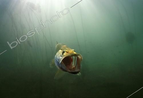 Biosphoto | 328996 | Northern pike France | &copy; Michel Loup / Biosphoto