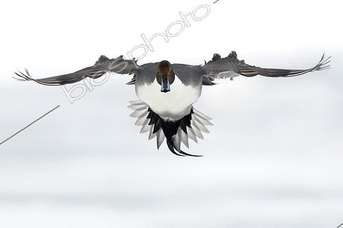 Biosphoto | 1470192 | Northern Pintail male in flight France | &copy; Thierry Vezon / Biosphoto