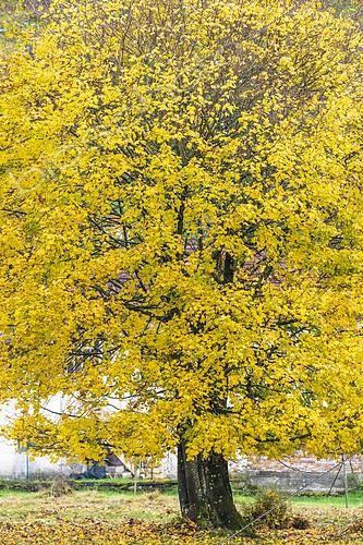 Biosphoto | 2490518 | Norway maple (Acer platanoides) in autumn, Moselle, France | &copy; Yann Avril / Biosphoto