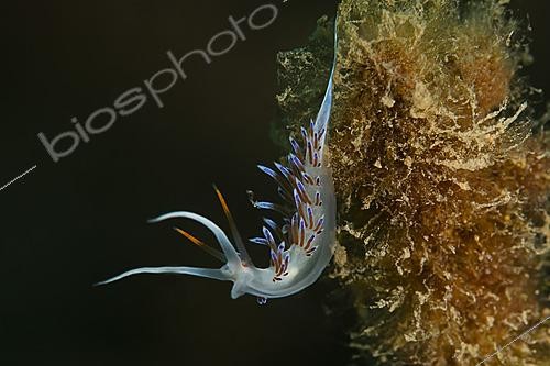 Biosphoto | 2622380 | Nudibranche Hervia pèlerine (Cratena peregrina). Site Du Lion De Mer. Saint Raphaël. Var. France | &copy; Jean Cassou / Biosphoto