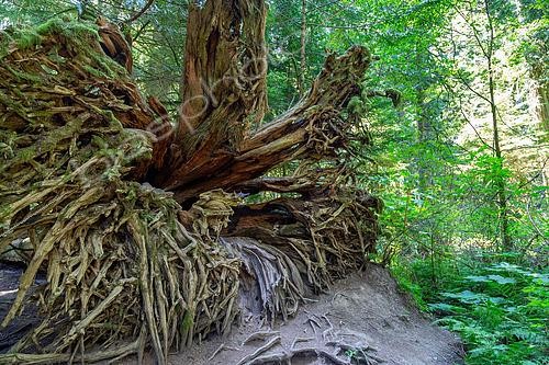Biosphoto | 2613749 | Numerous roots of uprooted Douglas fir trees, Cathedral Grove, MacMillan Provincial Park, Vancouver Island, British Columbia, Canada. Cathedral Grove, in MacMillan Provincial Park, is the forest of ancient giants. It is the last remnant of a forest that covered all of Vancouver Island a thousand years ago. | &copy; Evelyne Boyard / Biosphoto