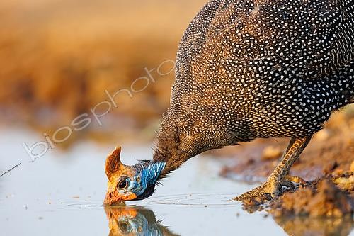 Biosphoto | 2591117 | Numidian guinea fowl (Numida meleagris), drinking near by a pond, Shompole wilderness, Shompole Community, Kenya, East Africa, Africa | &copy; Sylvain Cordier / Biosphoto