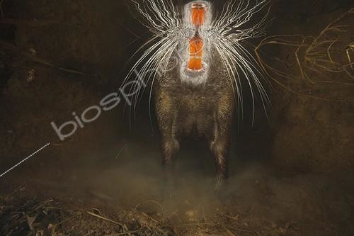 Biosphoto | 1259936 | Nutria swimming in the Oreuse river Burgundy France | &copy; Cyril Ruoso / Biosphoto
