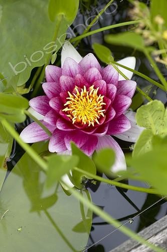 Biosphoto | 415775 | Nymphaea pink | &copy; Visions Pictures / Biosphoto