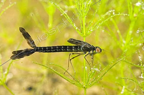 Biosphoto | 2622362 | Nymphe d'Agrion posé sur une plante aquatique dans une mare - commune de Couffy - Loir et Cher - France | &copy; Bruno Guénard / Biosphoto