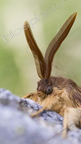 Biosphoto | 2404728 | Oak Eggar (Lasiocampa quercus) moth on tree, Tessin, Switzerland | &copy; Ralph Martin / BIA / Biosphoto