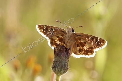 Biosphoto | 1921353 | Oberthür's Grizzled Skipper on flower - Peña Trevinca Spain | &copy; Siro Moya / Biosphoto