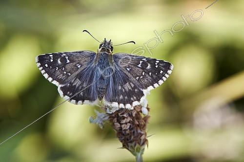 Biosphoto | 1921354 | Oberthür's Grizzled Skipper on flower - Peña Trevinca Spain | &copy; Siro Moya / Biosphoto