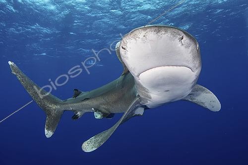 Biosphoto | 2453336 | Oceanic Whitetip Shark, Carcharhinus longimanis. A circumtropical ocean wanderer. Cat Island, Bahamas. | &copy; Andy Murch / Biosphoto
