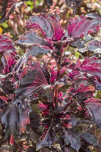 Biosphoto | 2406794 | Ocimum basilicum 'Purple Ruffles' | &copy; Alain Kubacsi / Biosphoto