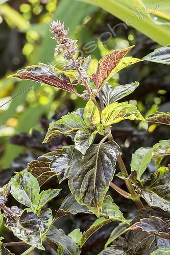 Biosphoto | 2406238 | Ocinum basilicum purpurascens 'Purple Ruffles' | &copy; Alain Kubacsi / Biosphoto