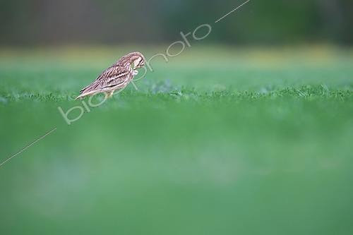 Biosphoto | 2576975 | Oedicnème criard (Burhinus oedicnemus) - Adult grooming in a flax field in Calvados, Normandy, France | &copy; Michael Adam / Biosphoto