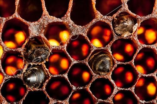 Biosphoto | 1623577 | Old comb and dead bees in a hive of France  ; hive-like  Warré   | &copy; Jean-Baptiste Strobel / Biosphoto
