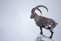 Biosphoto | 2025803 | Old male Alpine Ibex in snow - Alps Switzerland  | &copy; Olivier Born / Biosphoto