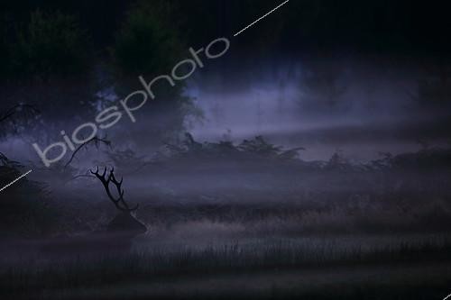 Biosphoto | 2087873 | Old Red deer (Cervus elaphus) lying in the mist before morning, Ardennes, Belgium | &copy; Philippe Moës / Biosphoto