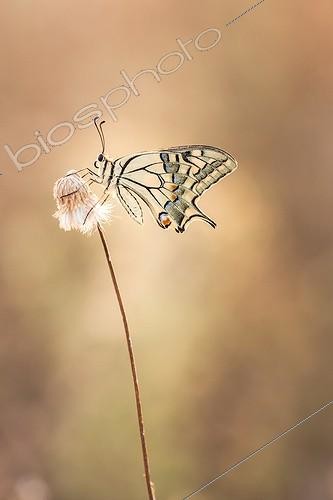 Biosphoto | 2027309 | Old World Swallowtail on dry grass in scrubland - France | &copy; Patrick Goujon / Biosphoto