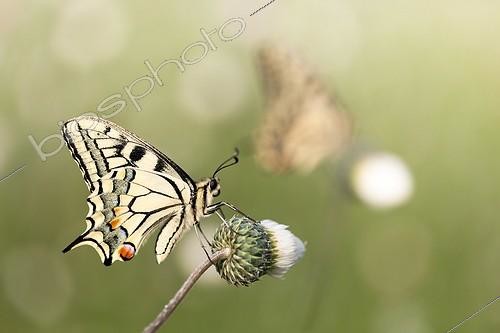 Biosphoto | 2027310 | Old World Swallowtail on flower in scrubland - France | &copy; Patrick Goujon / Biosphoto