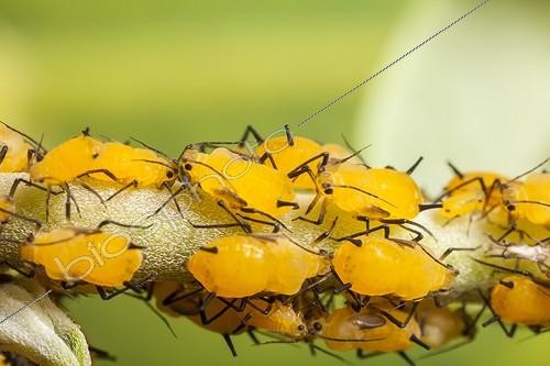 Biosphoto | 1808453 | Oleander aphids in autum France  | &copy; Olivier Miniato / Biosphoto