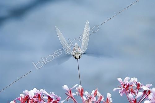 Biosphoto | 976625 | Olive Bee Hawk-moth foraging on Geranium Queyras France | &copy; Duncan MacArthur / Biosphoto