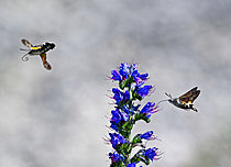 Biosphoto | 2621168 | Olive bee hawk-moth (Macroglossum stellatarum) feeding on a viper's bugloss (Echium sp), limestone grassland, Pagny-la-Blanche-Côte, Lorraine, France. | &copy; Stéphane Vitzthum / Biosphoto