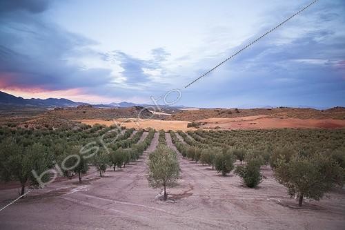 Biosphoto | 1819343 | Olive trees at dusk near Montefrio Spain   | &copy; Antoine Boureau / Biosphoto