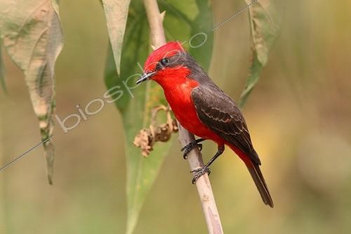 Biosphoto | 1614506 | on a branch Pantanal Brazil | &copy; Jean Mayet / Biosphoto