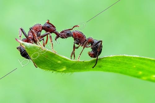 Biosphoto | 2391914 | One ant helping another ant (Gnamptogenys bicolor) on a grass leaf. | &copy; Husni Che Ngah / Biosphoto