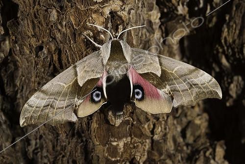 Biosphoto | 2440324 | One-eyed Sphinx Moth (Smerinthus cerisyi), California. | &copy; Stuart Wilson / Biosphoto