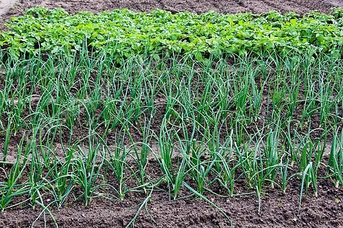 Biosphoto | 2581229 | Onion growing, Home garden, Allonnes, Sarthe, France | &copy; Michel Gile / Biosphoto