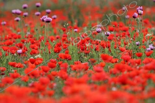 Biosphoto | 2007796 | Opium poppies growing in a corn poppies field | &copy; Pascal Pittorino / Biosphoto