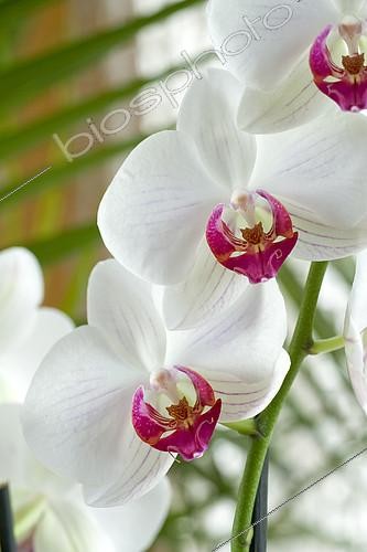 Biosphoto | 2143238 | Orchid (Phalaenopsis sp) flowers | &copy; Frédéric Didillon / Biosphoto