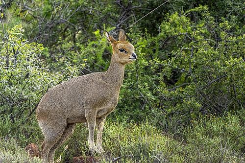 Biosphoto | 2626217 | Oréotrague (Oreotragus oreotragus) femelle dans un habitat typique du Nama Karoo près de Beaufort West, Cap-Occidental, Afrique du Sud | &copy; Roger de La Harpe / Biosphoto