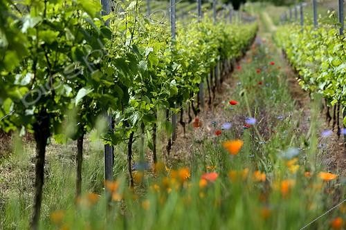 Biosphoto | 2042557 | Organic Vineyard - Orschwihr Alsace France | &copy; Denis Bringard / Biosphoto