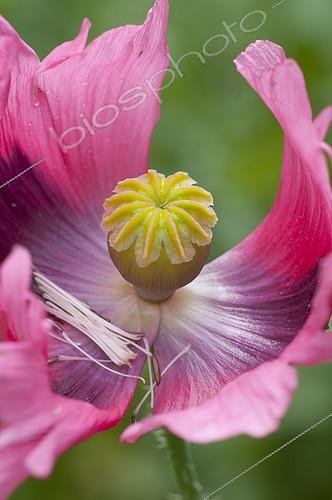 Biosphoto | 2141708 | Oriental poppy (Papaver orientale), flower | &copy; Frédéric Didillon / Biosphoto