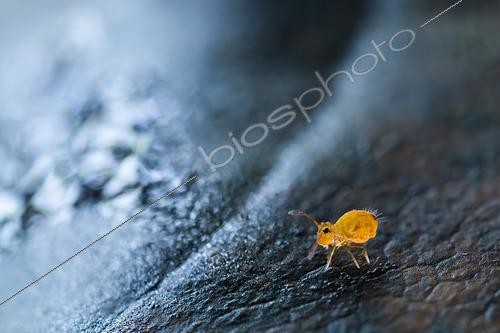Biosphoto | 2613970 | Ornate springtail (Dicyrtomina ornata), a common and highly variable species found in the litter on a dead leaf, Lorraine, France. | &copy; Stéphane Vitzthum / Biosphoto