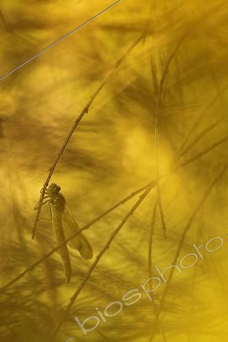 Biosphoto | 1778932 | Orthetrum bluish Spanish broom in France | &copy; Quentin Martinez / Biosphoto