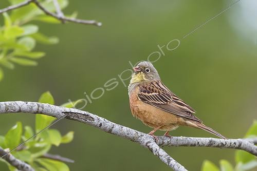 Biosphoto | 2434871 | Ortolan Bunting (Emberiza hortulana). A adult bird singing from a branch. Taken in Sweden in June. | &copy; Ivan Sjögren / Biosphoto
