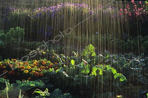 Biosphoto | 2144248 | Oscillating watering in a vegetable patch | &copy; Frédéric Didillon / Biosphoto