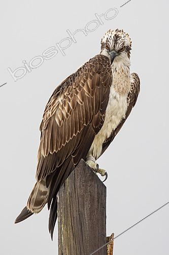 Biosphoto | 2627763 | Osprey (Pandion haliaetus) perched on a wooden post, Puerto Real, Cádiz, Spain | &copy; Pablo Barrena / Biosphoto