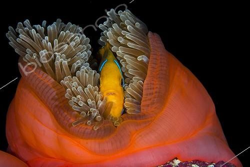 Biosphoto | 1924092 | Otangefin Anemonefish in Sea Anemone - French Polynesia  | &copy; Fabien Michenet / Biosphoto