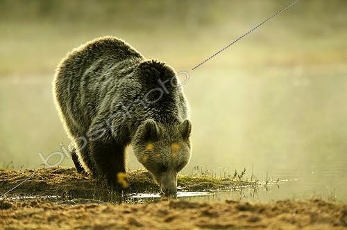 Biosphoto | 911190 | Ours brun buvant au bord de l'eau Martinselkonen Finlande | &copy; Pierre Vernay / Biosphoto
