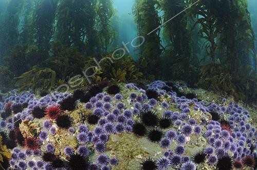 Biosphoto | 1954045 | Oursins rouges et Oursins pourpres Kelp géant - Californie | &copy; Brandon Cole / Biosphoto