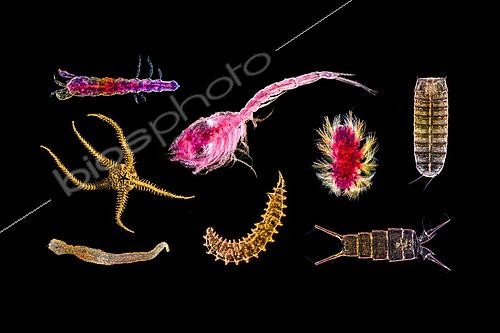 Biosphoto | 2620026 | Overview of the small abyssal fauna. (Namatoda, poluchaeata, ostracoda, copépoda, kinorhyncha). Optical microscope.  The ambitious project « Pourquoi pas les abysses ? » aims to increase knowledge of deep water biodiversity. It will help study on a large scale the marine biodiversity patterns in the deep ocean trenches and will enable progress toward the identification of these lesser-known species.The AMIGO2018 mission between Saint-Pierre-et-Miquelon and Brest is part of a cycle of missions to fuel marine biodiversity inventories. The purpose is to take samples that are then processed to extract the DNA. This allows the new molecular “Barcode” methods to take stock of local species. The Pourquoi Pas ? is an oceanographic research vessel named in homage to the Commandant Charcot. This famous French sailor and oceanographer made his polar expeditions aboard four exploration ships of the same name. Nowadays the Pourquoi Pas ? is part of the deep-sea ships of the IFREMER fleet. The ship is in service since September 27th, 2005. With a length of almost 110 m, this ship enables the IFREMER to lead several missions such as hydrography, cartography and the deployments of exploration submarines like the Nautile. The French Navy borrows the ship 150 days per year.   | &copy; Gilles Martin / IFREMER / Biosphoto
