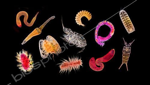 Biosphoto | 2620027 | Overview of the small abyssal fauna. (Namatoda, poluchaeata, ostracoda, copépoda, kinorhyncha). Optical microscope.  The ambitious project « Pourquoi pas les abysses ? » aims to increase knowledge of deep water biodiversity. It will help study on a large scale the marine biodiversity patterns in the deep ocean trenches and will enable progress toward the identification of these lesser-known species.The AMIGO2018 mission between Saint-Pierre-et-Miquelon and Brest is part of a cycle of missions to fuel marine biodiversity inventories. The purpose is to take samples that are then processed to extract the DNA. This allows the new molecular “Barcode” methods to take stock of local species. The Pourquoi Pas ? is an oceanographic research vessel named in homage to the Commandant Charcot. This famous French sailor and oceanographer made his polar expeditions aboard four exploration ships of the same name. Nowadays the Pourquoi Pas ? is part of the deep-sea ships of the IFREMER fleet. The ship is in service since September 27th, 2005. With a length of almost 110 m, this ship enables the IFREMER to lead several missions such as hydrography, cartography and the deployments of exploration submarines like the Nautile. The French Navy borrows the ship 150 days per year.   | &copy; Gilles Martin / IFREMER / Biosphoto