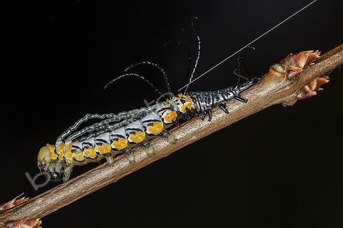Biosphoto | 2458961 | Owl Silkmoth (Brahmaea hearseyi), L4 caterpillar after moulting, Vietnam | &copy; Frank Deschandol & Philippe Sabine / Biosphoto