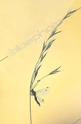 Biosphoto | 2407167 | Owlfly (Deleproctophylla dusmeti) on grass | &copy; Benoît Outrey / Biosphoto